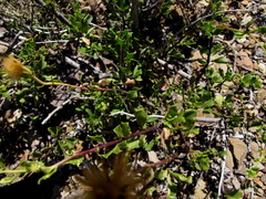 Pegolettia baccaridifolia