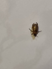 Scarabaeidae