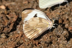 Pieriballia