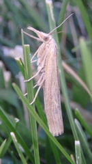 Thaumatopsis pexellus