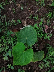 Piper umbellatum
