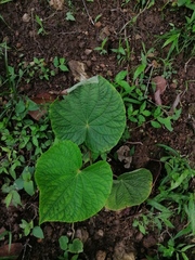 Piper umbellatum