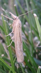 Thaumatopsis pexellus