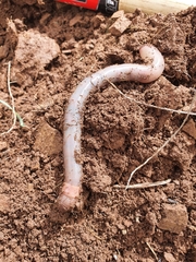 Gemascolex stirlingi