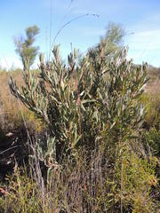 Protea burchellii