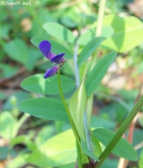 Vicia ludoviciana