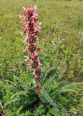 Morina longifolia