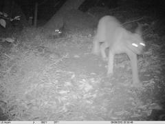 Caracal caracal caracal