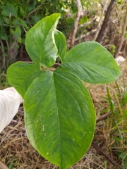 Xanthosoma wendlandii