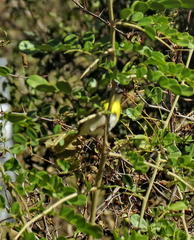 Apalis flavida