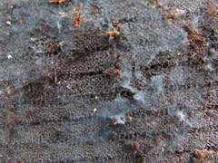 Byssocorticium pulchrum