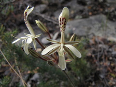 Pelargonium curviandrum