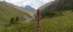 Morina longifolia