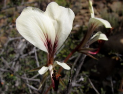 Pelargonium tetragonum