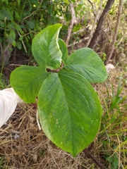 Xanthosoma wendlandii