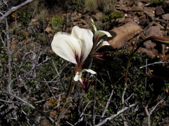 Pelargonium tetragonum