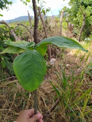 Xanthosoma wendlandii