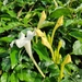 Nyctocalos pinnatum - Photo (c) 刘光裕 Liu Guangyu, some rights reserved (CC BY-NC), uploaded by 刘光裕 Liu Guangyu