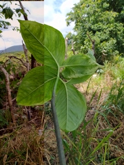 Xanthosoma wendlandii
