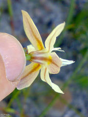 Moraea inconspicua