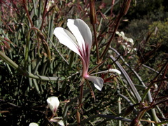 Pelargonium tetragonum