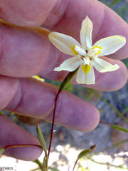 Moraea inconspicua