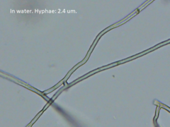 Byssocorticium pulchrum