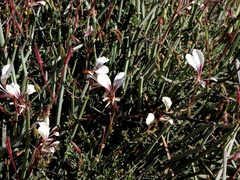 Pelargonium tetragonum
