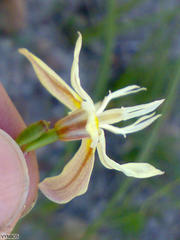 Moraea inconspicua