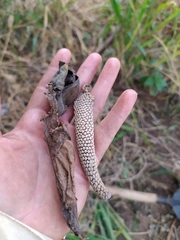 Xanthosoma wendlandii