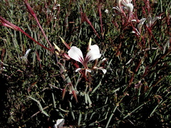 Pelargonium tetragonum