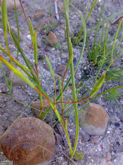 Moraea inconspicua