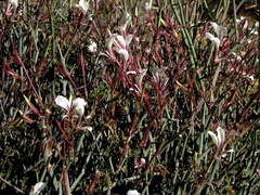 Pelargonium tetragonum