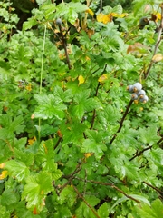 Ribes laxiflorum