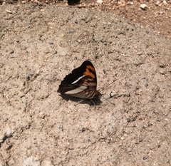 Adelpha phylaca