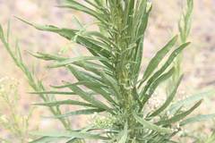 Erigeron sumatrensis