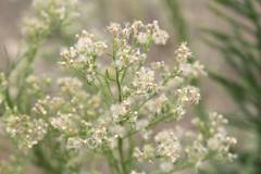 Erigeron sumatrensis