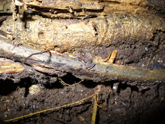 Pristimantis lanthanites