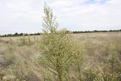 Erigeron sumatrensis