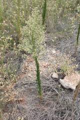 Erigeron sumatrensis