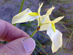 Moraea cooperi