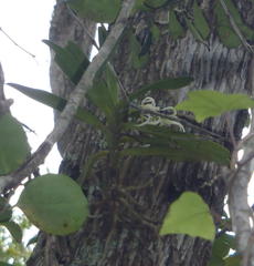 Cyrtorchis arcuata arcuata
