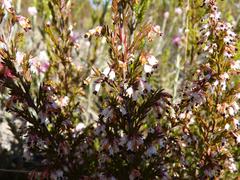 Erica fuscescens