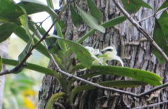 Cyrtorchis arcuata arcuata