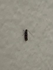 Lepidoptera