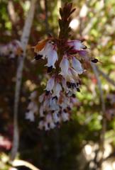 Erica fuscescens