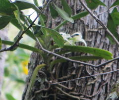 Cyrtorchis arcuata arcuata
