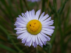 Erigeron flagellaris