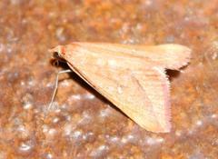 Rhodometra participata