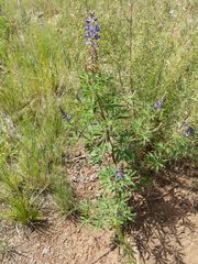Lupinus hillii